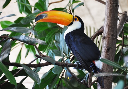 Toucan birdの写真素材