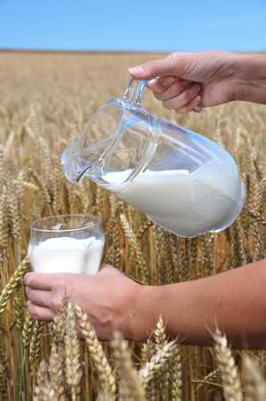 Jug of milk against wheat field の写真素材