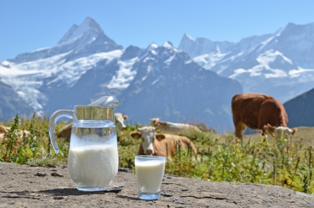 Jug of milk against herd of cows  Jungfrau region, Switzerlandの写真素材