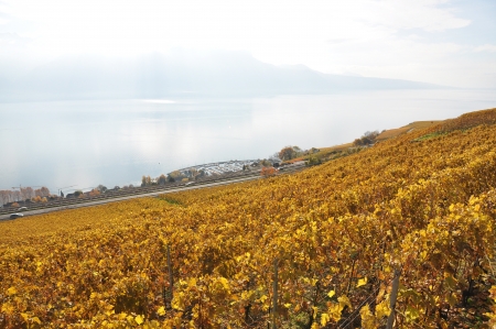 Vineyards in Lavaux region, Switzerlandの写真素材