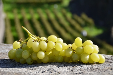 Bunch of grapes