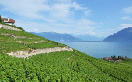 Famous vineyards in Lavaux region against Geneva lake. Switzerland の写真素材