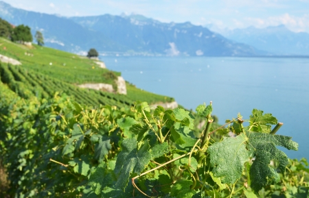 Vineyards in Lavaux region, Switzerlandの写真素材