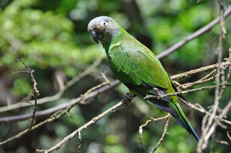 Parrotの写真素材