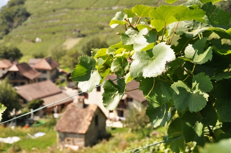 Vineyards, Switzerlandの写真素材