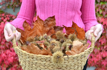 Autumn chestnuts and leaves の写真素材
