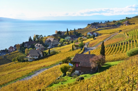Vineyards in Lavaux region, Switzerlandの写真素材