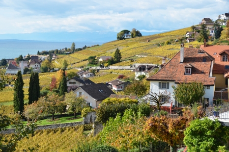 Vineyards in Lavaux region, Switzerland の写真素材