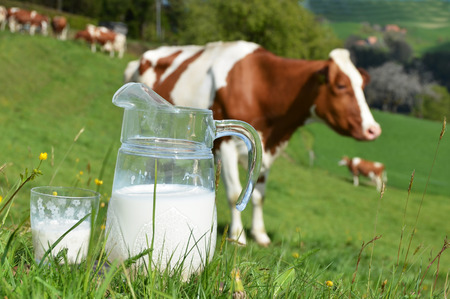 Milk and cows. Emmental region, Switzerland の写真素材
