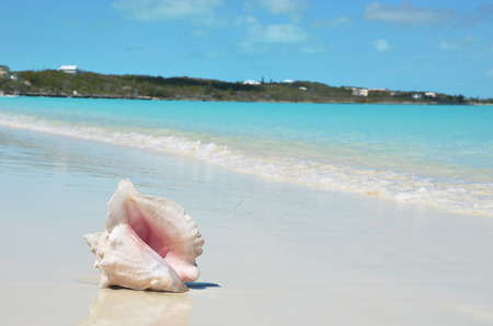 Conch on the beach. Exuma, Bahamasの写真素材