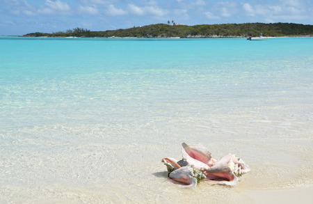 Conches on the beach. Exuma, Bahamasの写真素材