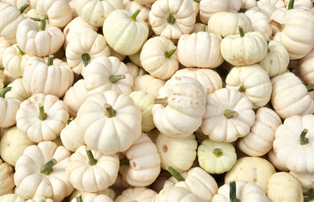 Pumpkins の写真素材