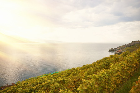 Vineyards in Lavaux region, Switzerlandの写真素材