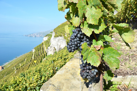 Grapes in Lavaux region, Switzerlandの写真素材