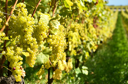 Grapes in Lavaux, Switzerland