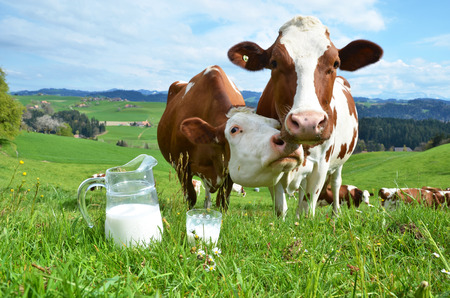 Milk and cows. Emmental region, Switzerlandの写真素材
