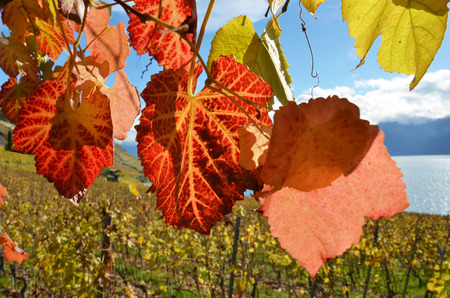 Vineyards in Lavaux region, Switzerlandの写真素材
