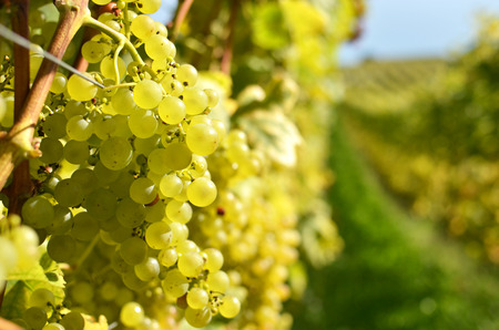 Vineyards in Lavaux, Switzerlandの写真素材