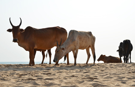 Cows on Agonda beach of South Goa, Indiaの写真素材
