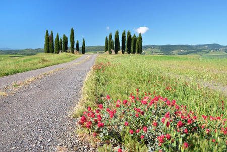 Cypress trees along rural road. Tuscany, Italyの写真素材