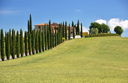 Cypress trees along rural road. Tuscany, Italyの写真素材