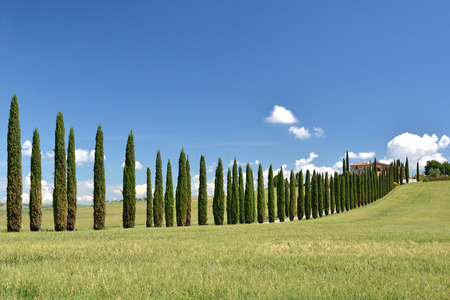 Cypress trees along rural road. Tuscany, Italyの写真素材