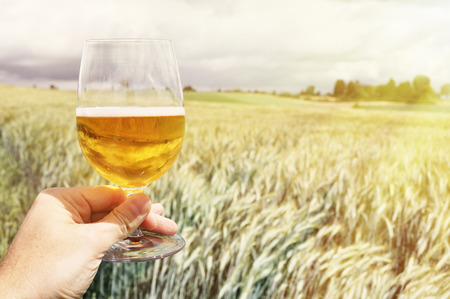 Glass of beer in the hand against barley earsの写真素材