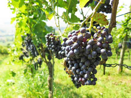 Vineyardsの写真素材