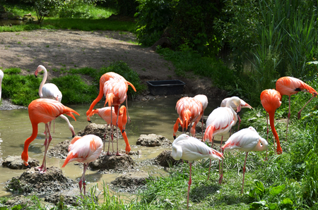 Caribbean flamingosの写真素材