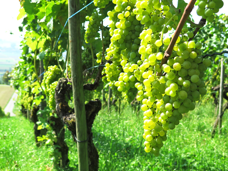 Vineyardsの写真素材