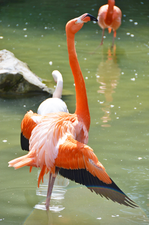 Caribbean flamingosの写真素材