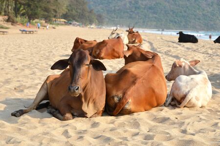 Cows on Agonda beach of South Goa, Indiaの写真素材