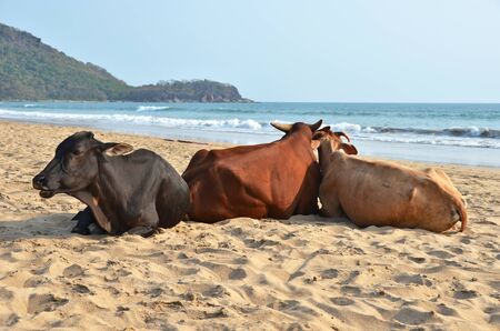 Cows on Agonda beach of South Goa, Indiaの写真素材