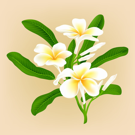 White plumeria flower (Frangiapani), vector illustrationのイラスト素材