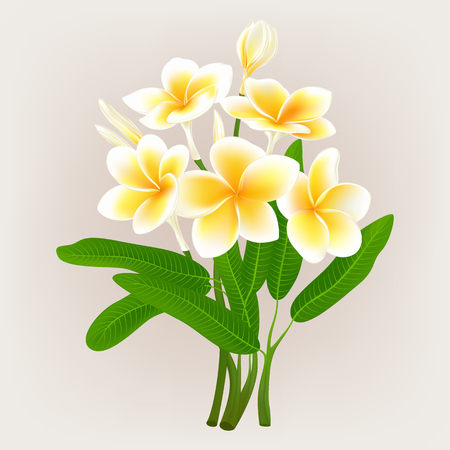White plumeria flower (Frangiapani), vector illustrationのイラスト素材