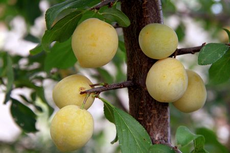 Yellow berry plum tree, shot at close.の写真素材