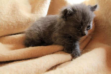 The little kitten in bed.の写真素材