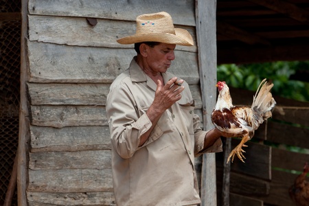 Portrait of elder farmer in garden. Showing his pride chicken. Near havanna, Cuba in 2009のeditorial素材