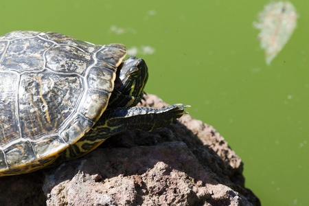 Turtle sitting on a stone taking a sunbathの写真素材