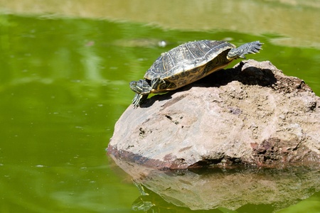 Turtle sitting on a stone taking a sunbathの写真素材