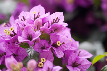 Closeup of the blossom of an Bougainvilleaの写真素材