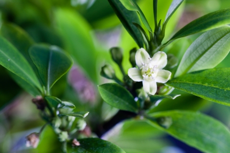 Coca plant, Erythroxylum coca, flower and leaves closeup from which cocaine is derived and which are chewed dried as a stimulantの写真素材