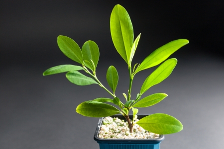 Coca plant, Erythroxylum coca, growing in a tub showing a closeup of the leaves from which cocaine is derived and which are chewed dried as a stimulantの写真素材