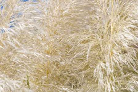 Close up of a Pampas grass inflorescence or flowering plume with its golden colour and feathery texture it makes a beautiful ornamental garden plantの写真素材