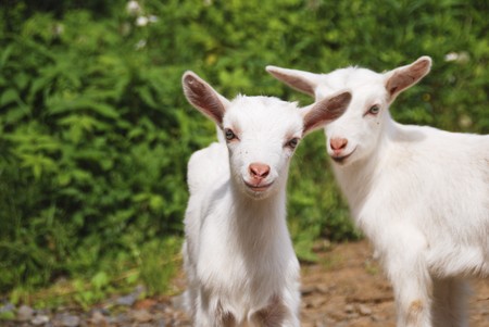 smiling little goatsの写真素材