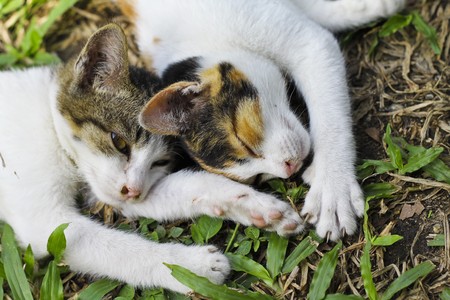 two kitties lie down in the garden