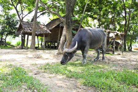 Thai buffalo
