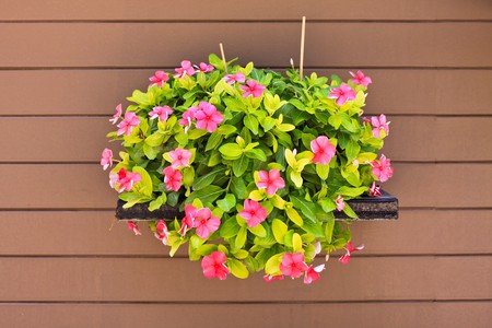 Hanging flower on wood wallの写真素材