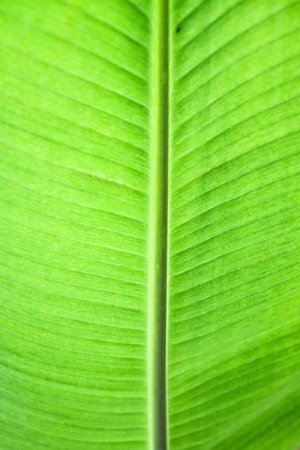 background and texture of green leafの写真素材