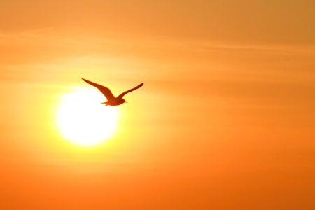 Seagull on sunset backgroundの写真素材